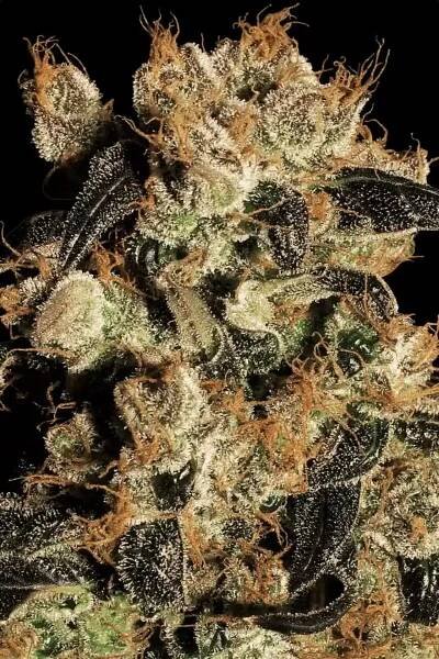 White-Berry-Cannabis-Seed