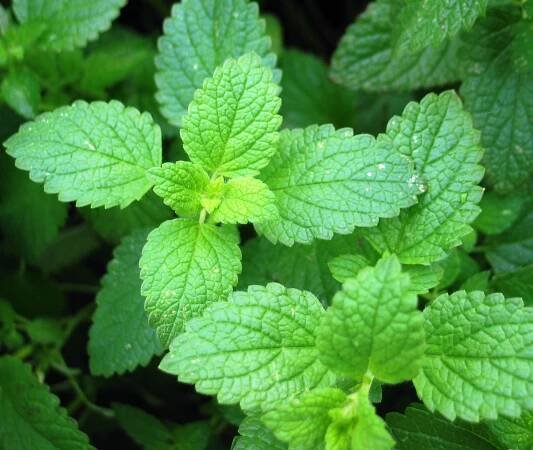 The Remarkable Benefits Of Peppermint Oil for Skin and Hair