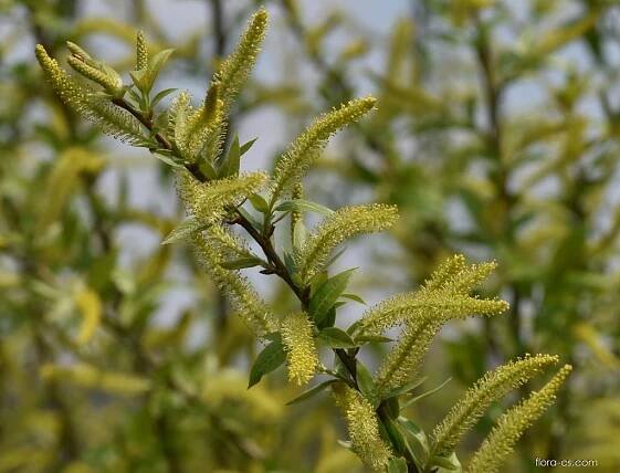Vrba trojmužná (Salix triandra)