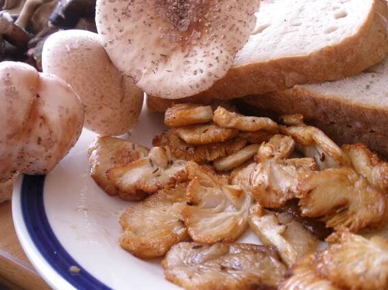 Muchomůrka růžovka na kmíně - veganodaktyl - veganské recepty