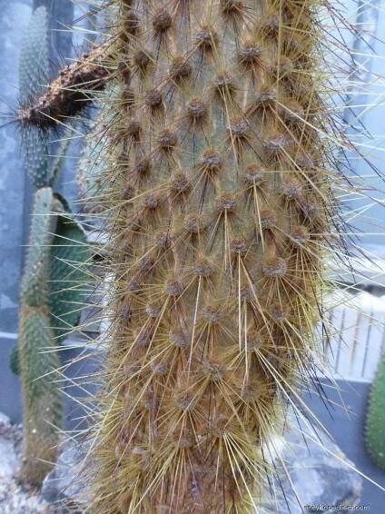 Opuncie - Opuntia echios