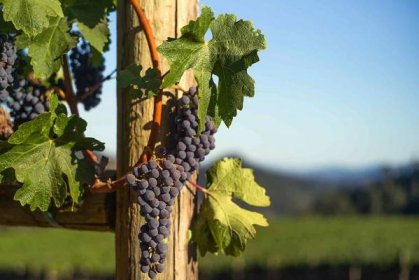 Heimark Vineyard grapes in the sun