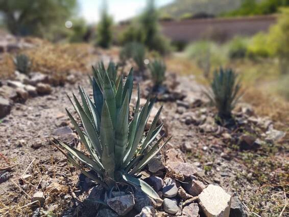 General 2 — Mission Garden