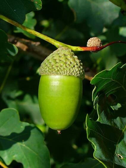 Soubor:Quercus robur 003.JPG – Wikipedie