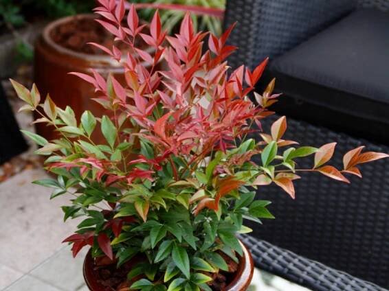 Nandina-domestica--Obsessed-(‘Seika’)-PBR