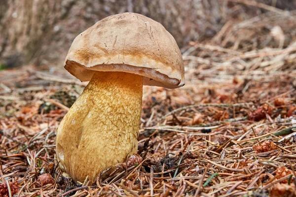 Hřib žlučník (Tylopilus felleus), lidově většinou hořčák nebo žlučák má hnědý klobouk jako ostatní hřiby, a proto se dá s nimi na první pohled celkem snadno splést.
