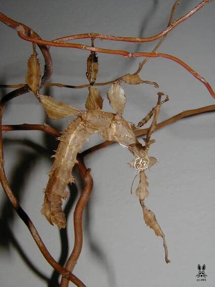 Extatosoma tiaratum tiaratum (PSG9)