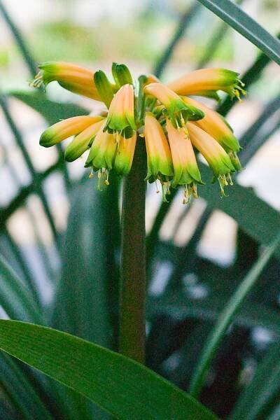 Clivia Robusta and Gardenii in Bloom - Fall 2014