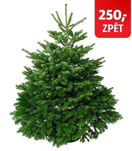 Jedle Nordmann Luxury 350–400 cm; Jedle kavkazská