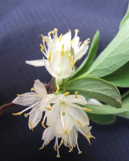Lonicera oblongifolia