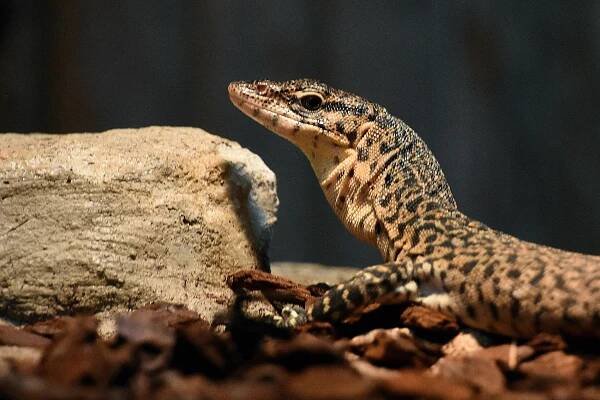 FOTO: Varani z Austrálie našli nový domov v Zoo Hodonín. Jsou kriticky ohrožení