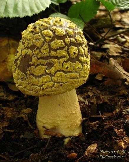 Muchomůrka drsná - Amanita franchetii - Kudluv fotoatlas hubKudluv fotoatlas hub