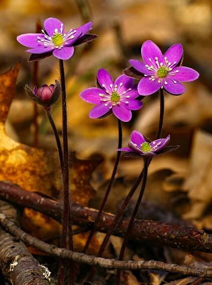 bezplatná Detail zářivých fialových květů hepatica kvetoucích v lesní půdě během jara. Základová fotografie