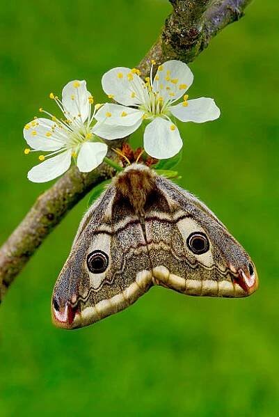 saturnia pavoniella, samice na kvetoucí bacuře - silk moth - stock snímky, obrázky a fotky