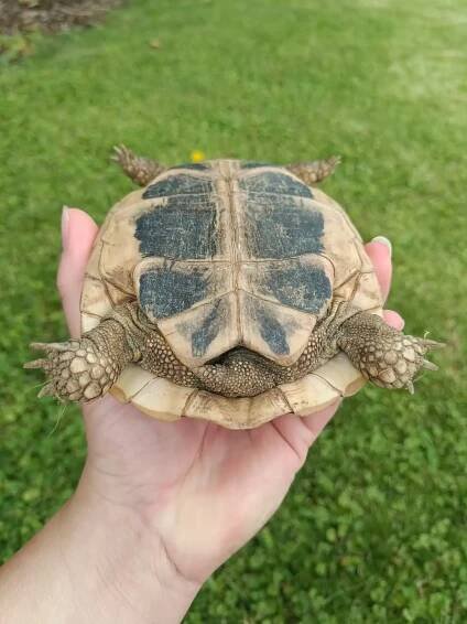 Prodám dve želvy zelenavé stáří 5 let | iFauna.cz