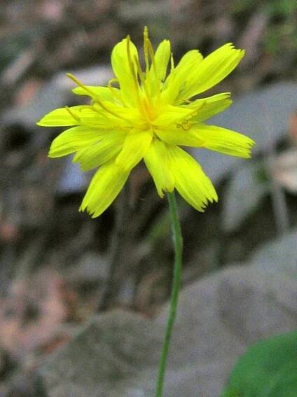 Soubor:Hieracium racemosum subsp virgaurea 02.JPG – Wikipedie