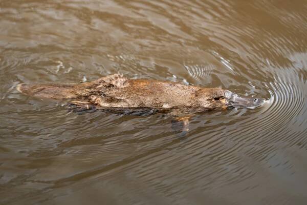 Where to See Platypus in Tasmania: The Ultimate Guide - Lydia and Wehan