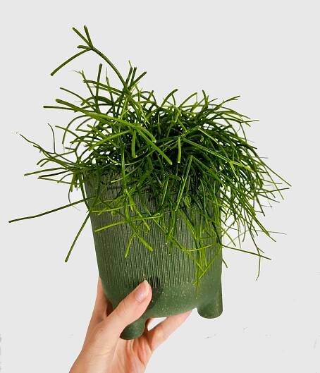 Rhipsalis cassutha