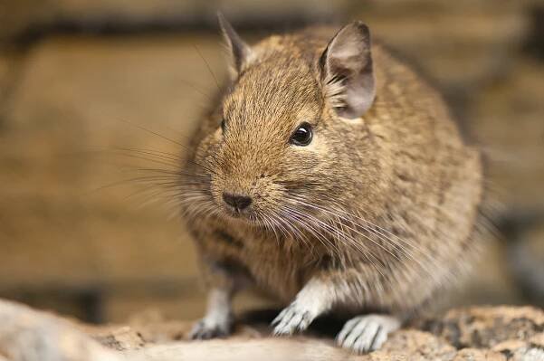 Common degu