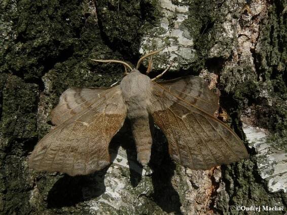 Laothoe populi - lišaj topolový | Sphingidae - lišajovití | Natura Bohemica