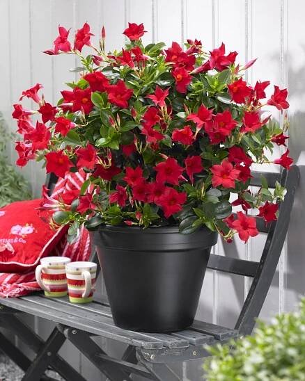 Mandevilla Sanderi Sundaville® Classic Red