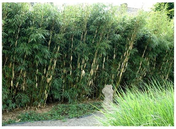 Fargesia robusta 'Pingwu' – mrazuvzdorný, stálezelený bambus do stínu