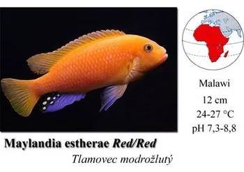 Tlamovec modrožlutý / Pseudotropheus estherae Red/Red