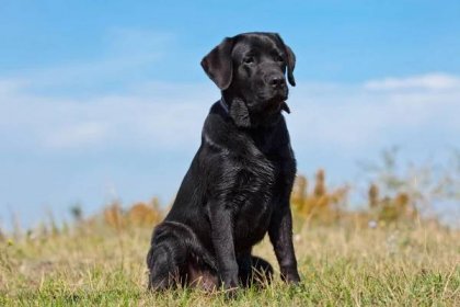 Černý Labradorský retrívr v zelené trávě — Stock obrázek