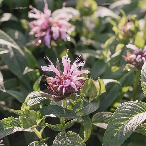 Monarda Beauty of Cobham