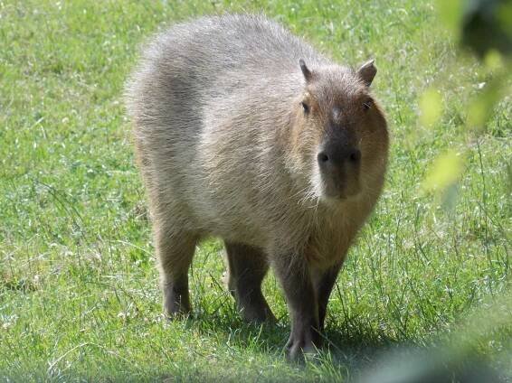 kapybara