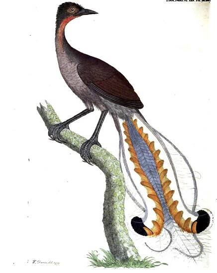 Lyrebird - Wikipedia