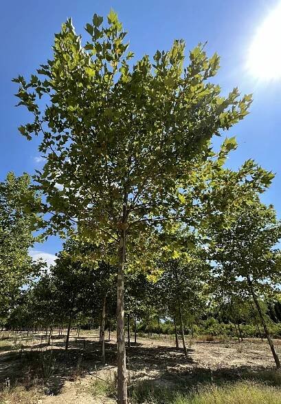 Platanus Acerifolia