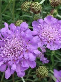 Scabiosa columbaria 'Butterfly Blue' (30)ct Flat