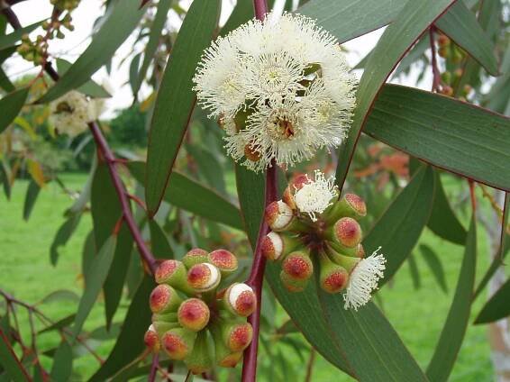 Eukalyptus (Blahovičník, Eucalyptus)