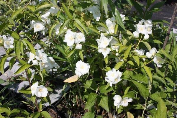Lemoinův jasmínovník 'Bouquet Blanc' - sazenice 30 - 50 cm