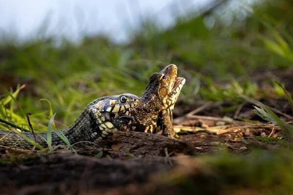 czech nature photo nominace plazi obojživelníci podvodní život - Petr Oliva - Poslední výkřik