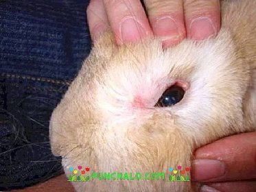 Onemocnění očí králíků: léčba + fotky