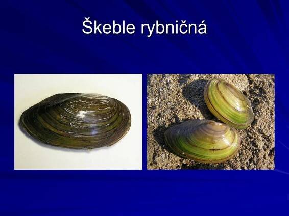PPT - Měkkýši PowerPoint Presentation, free download - ID:2254349