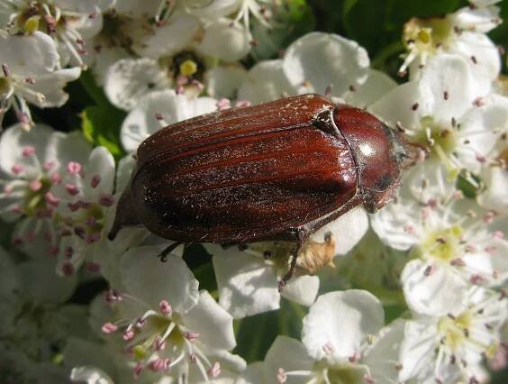 Melolontha melolentha var. ruficollis (chroust obecný) | BioLib.cz