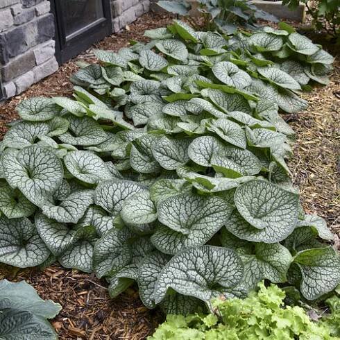 National Plants and Recipes of the Year | Proven Winners