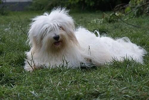 Coton de Tulear - Wikipedia
