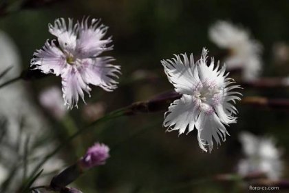 Hvozdík Lumnitzerův (Dianthus lumnitzeri)