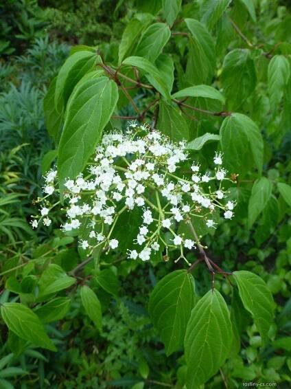 Kalina břízolistá - Viburnum betulifolium