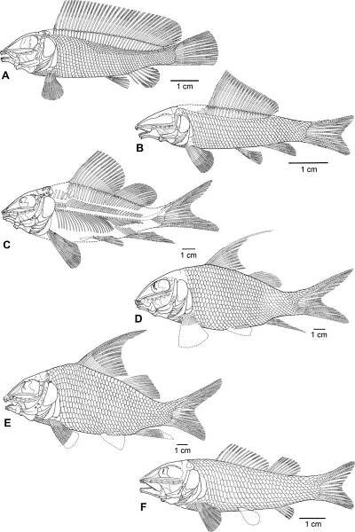Macrosemiidae