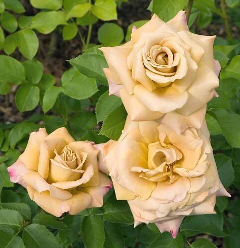 'Honey Dijon' rose