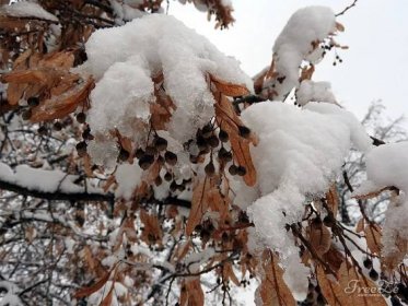 Téměř monochromatická zimní krása ve fotografiích | FreeZe