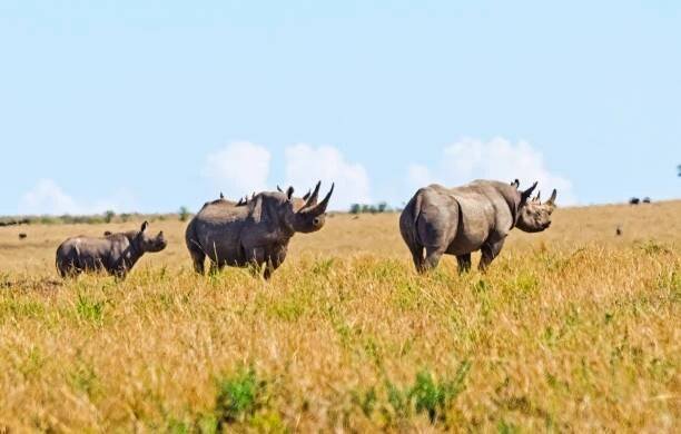 nosorožci v africké savaně. velký býložravý savec africké savany. - lichokopytníci - stock snímky, obrázky a fotky