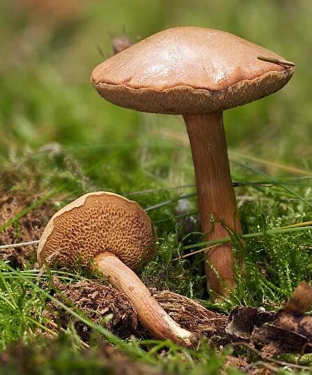 Chalciporus piperatus