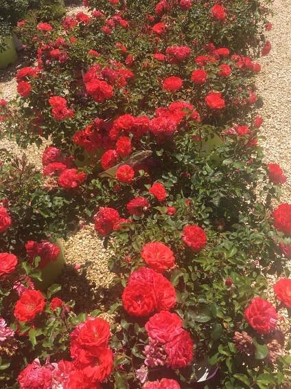 Coral Drift Rose - King Nursery | Lubbock, TX