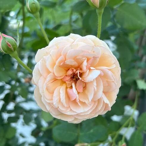FLAVORETTE® Honey-Apricot Rose - Order Online